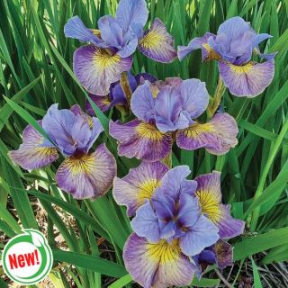 Sun Comes Up Iris Thumbnail